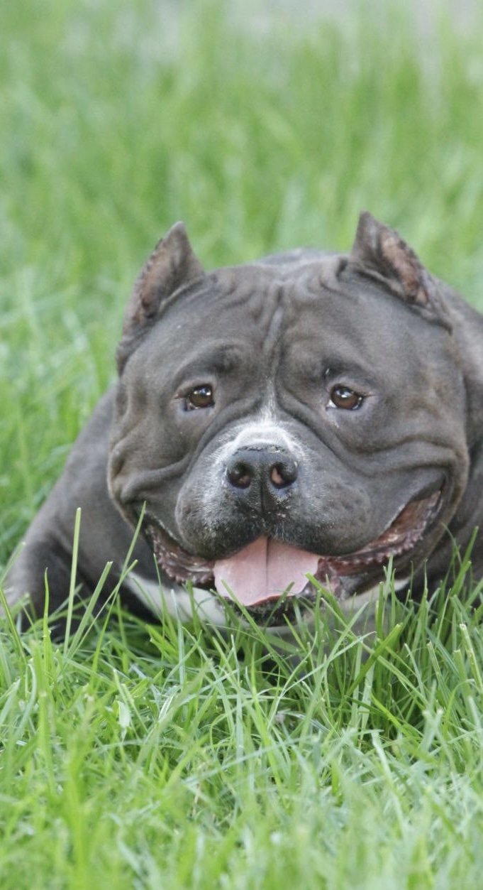 COLOR BOMB BULLIES MORTICIA — Night Drakula Kennel